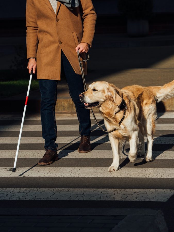 Cropped view of blind man with stick and guide dog walking on crosswalk